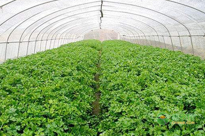 无公害有机蔬菜育苗的栽培技术