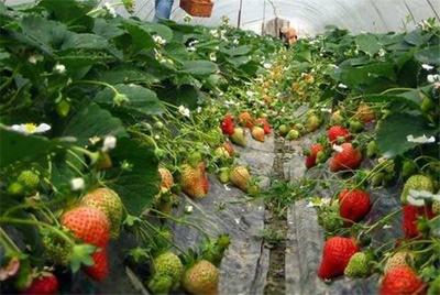草莓种植,草莓特殊育苗技术,主要的虫害和防治方法