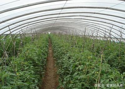 风哥说种植,番茄的育苗与管理技术